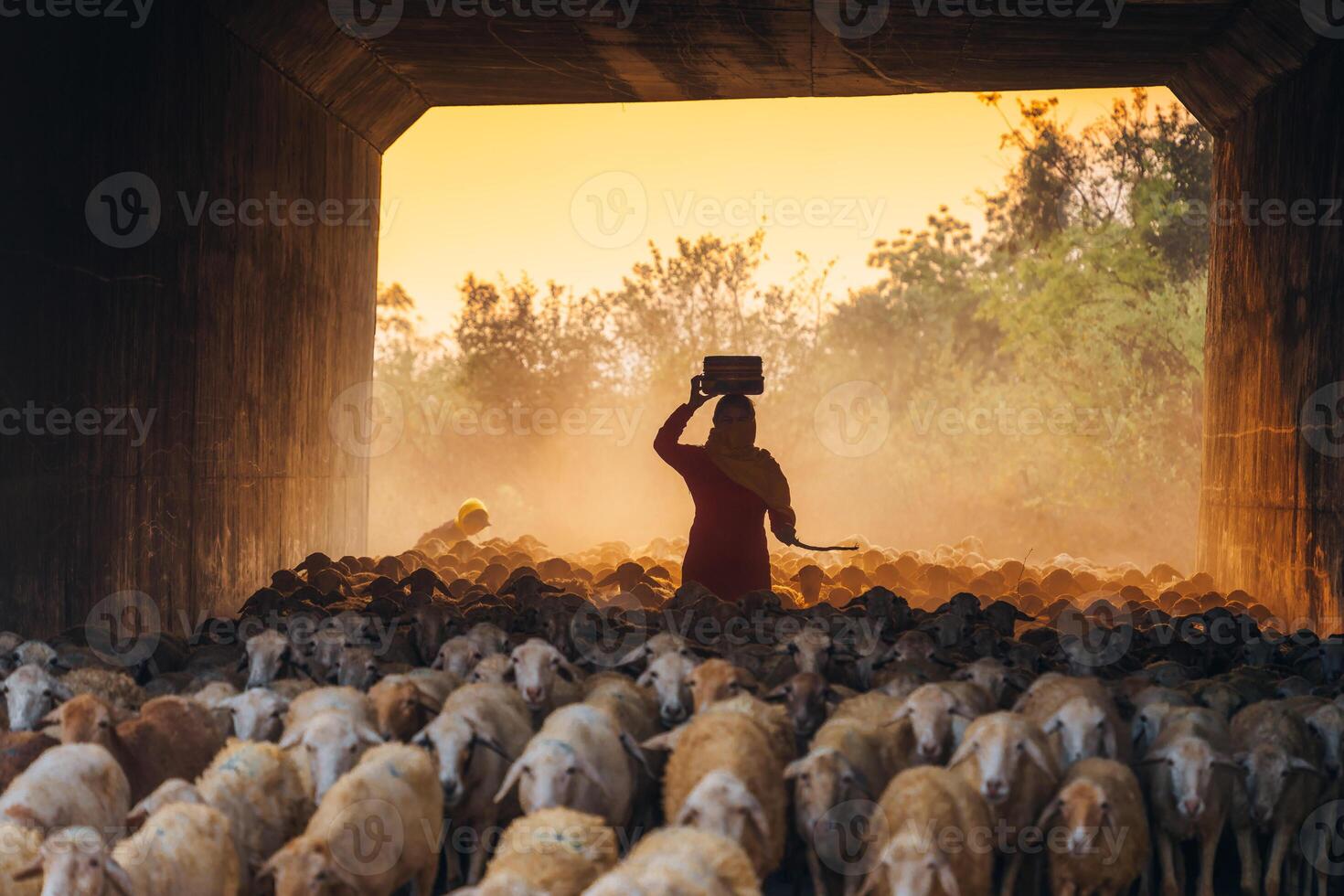 A local woman and a large sheep flock returning to the barn in the sunset, after a day of feeding in the mountains in Ninh Thuan Province, Vietnam. photo