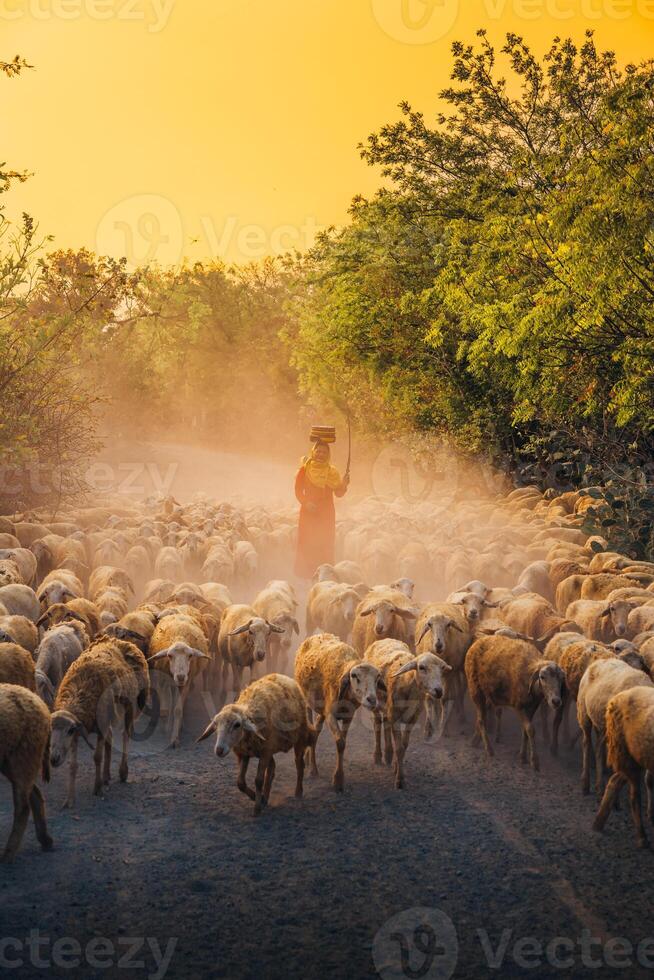 A local woman and a large sheep flock returning to the barn in the sunset, after a day of feeding in the mountains in Ninh Thuan Province, Vietnam. photo
