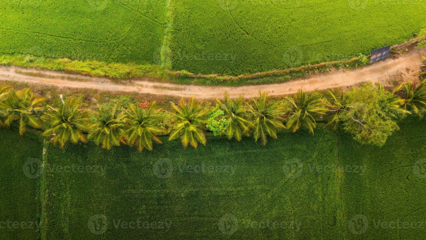 The many green rice fields separated by peasant paths, in summer and a sunny day photo