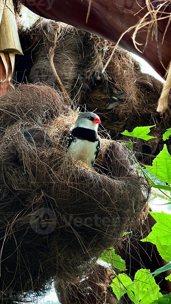 A diamond bird perches peacefully in a textured nest among natural foliage, capturing a serene moment of avian life photo