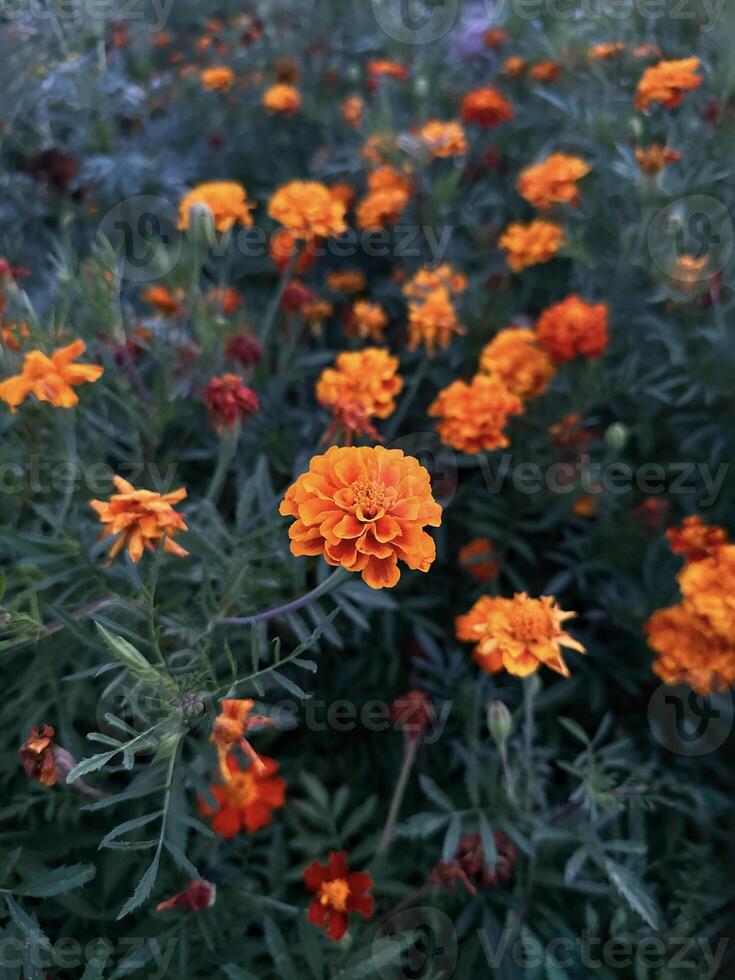 brillante naranja maravilla flores en agudo detalle, con un bokeh efecto fondo, exhibiendo el belleza de naturaleza foto