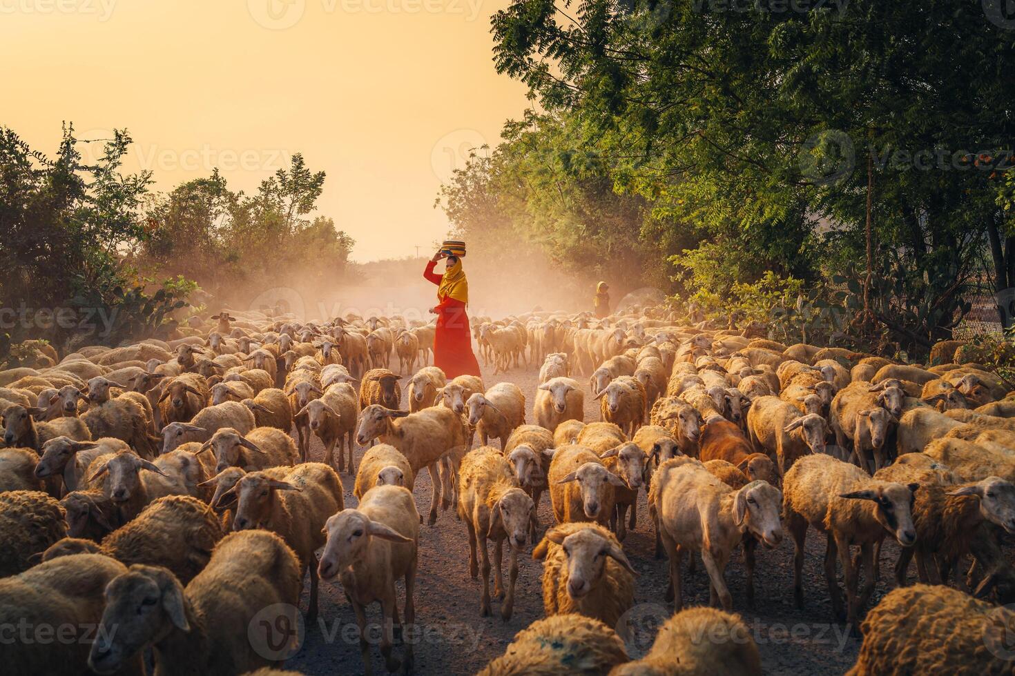 A local woman and a large sheep flock returning to the barn in the sunset, after a day of feeding in the mountains in Ninh Thuan Province, Vietnam. photo