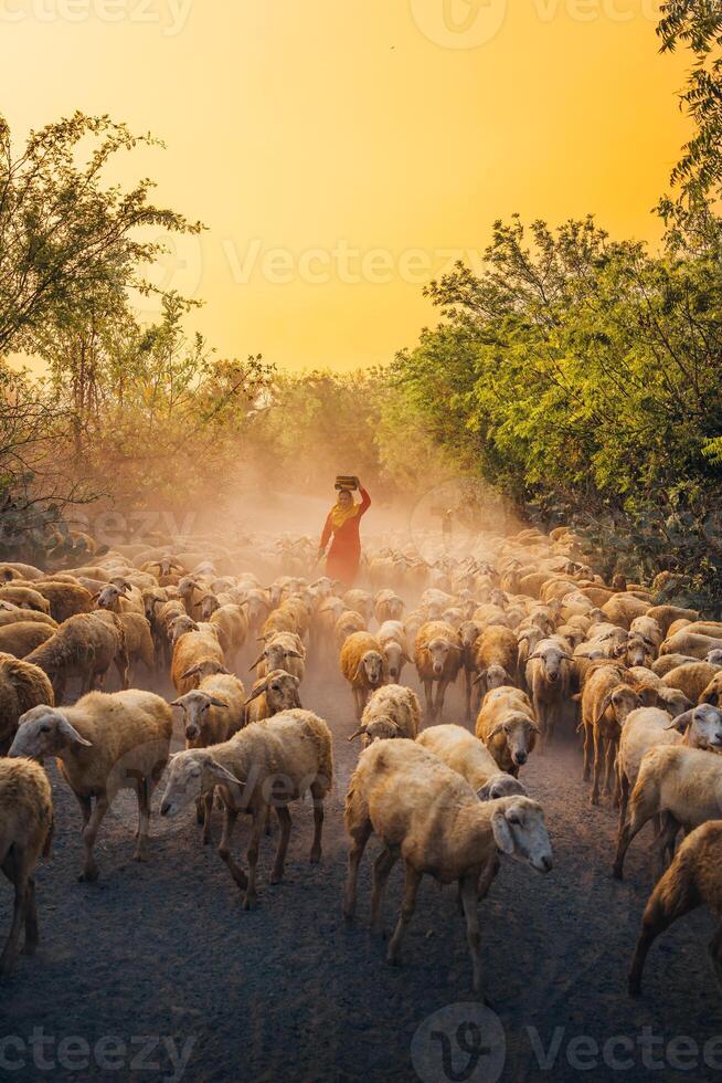 un local mujer y un grande oveja rebaño volviendo a el granero en el atardecer, después un día de alimentación en el montañas en ninh Thuan provincia, Vietnam. foto