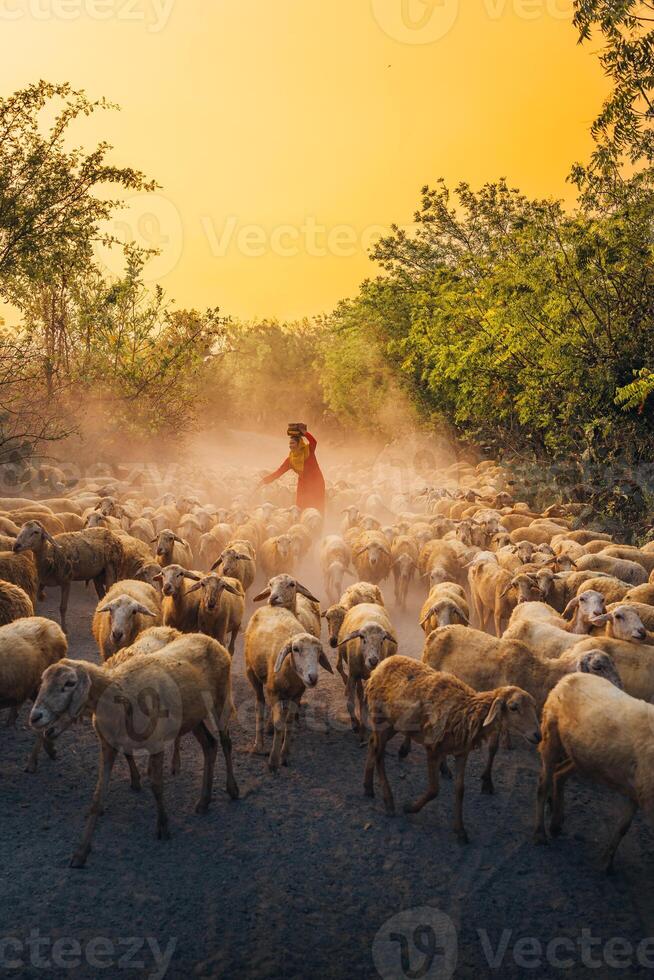 un local mujer y un grande oveja rebaño volviendo a el granero en el atardecer, después un día de alimentación en el montañas en ninh Thuan provincia, Vietnam. foto