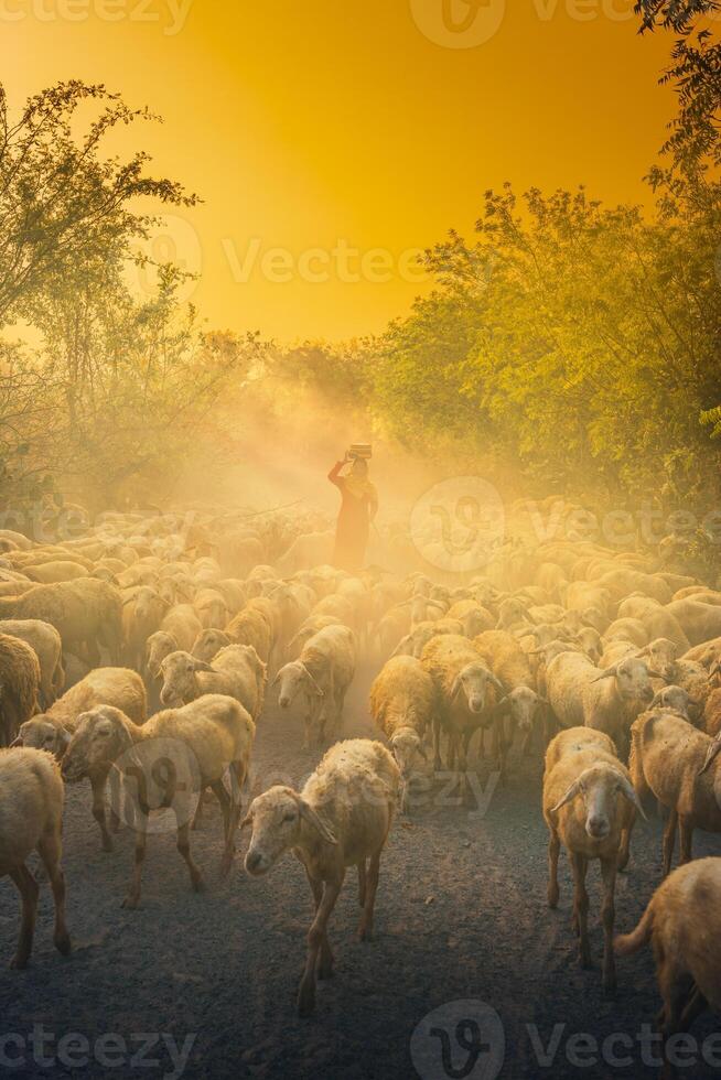A local woman and a large sheep flock returning to the barn in the sunset, after a day of feeding in the mountains in Ninh Thuan Province, Vietnam. photo