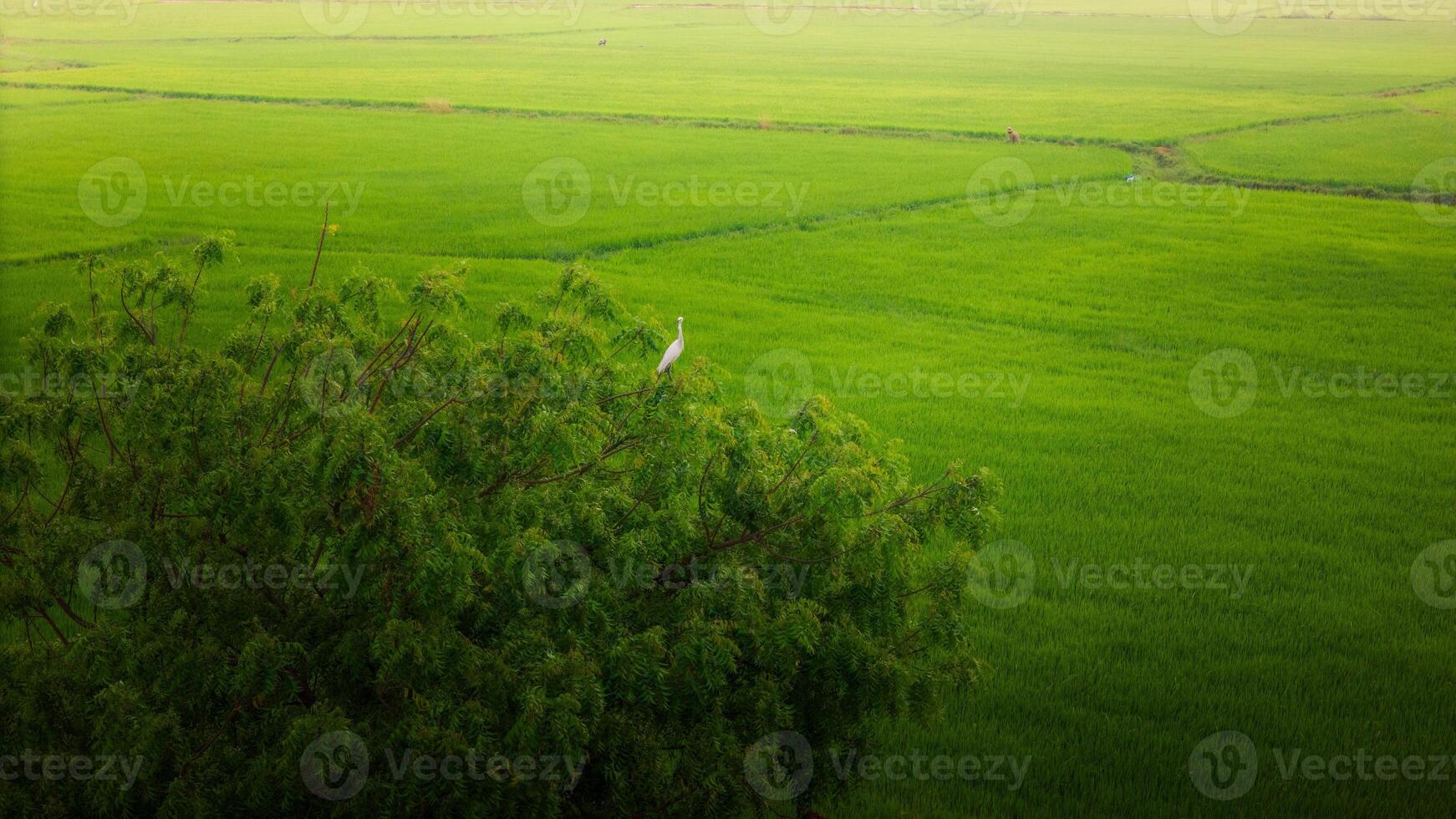 The many green rice fields separated by peasant paths, in summer and a sunny day photo