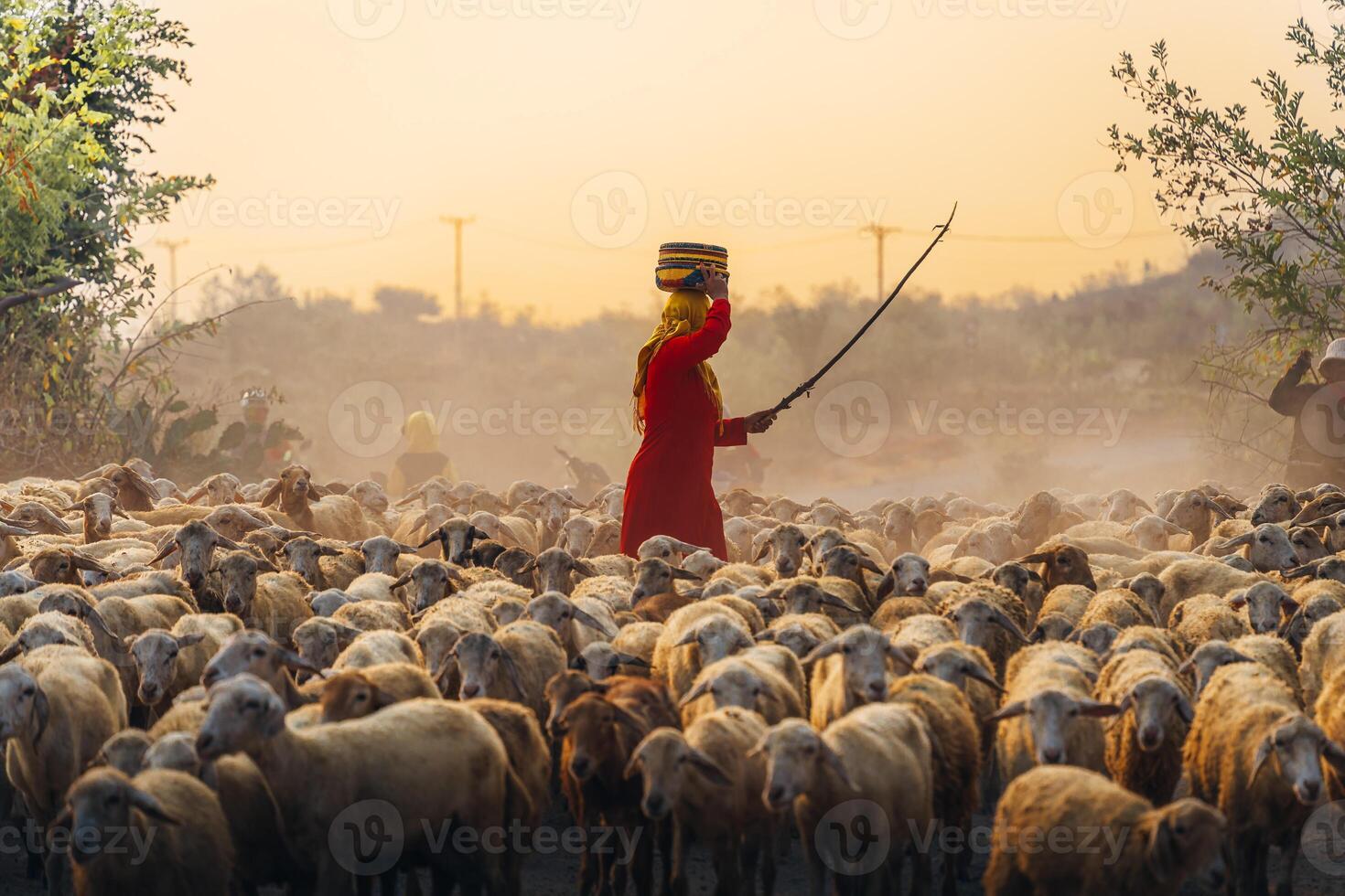 A local woman and a large sheep flock returning to the barn in the sunset, after a day of feeding in the mountains in Ninh Thuan Province, Vietnam. photo