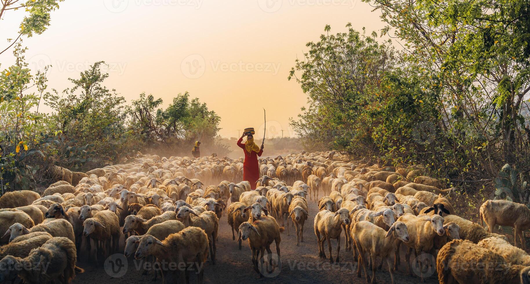 A local woman and a large sheep flock returning to the barn in the sunset, after a day of feeding in the mountains in Ninh Thuan Province, Vietnam. photo