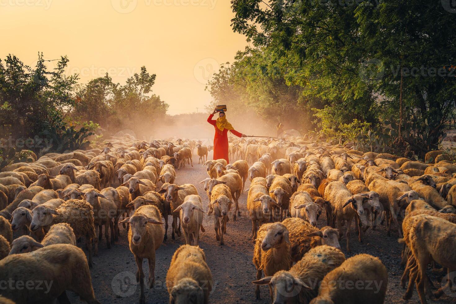 A local woman and a large sheep flock returning to the barn in the sunset, after a day of feeding in the mountains in Ninh Thuan Province, Vietnam. photo