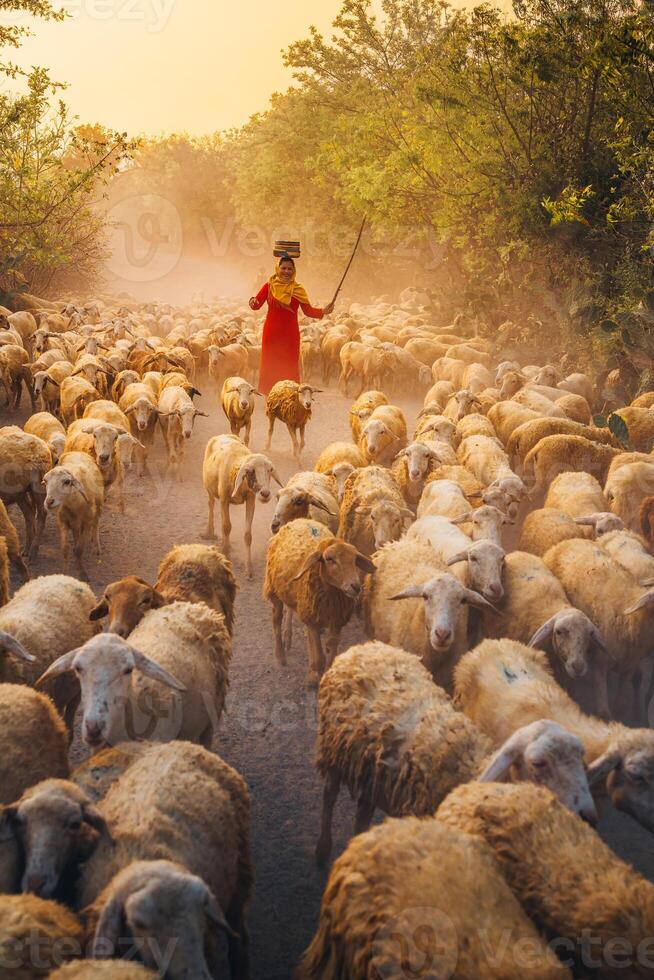 A local woman and a large sheep flock returning to the barn in the sunset, after a day of feeding in the mountains in Ninh Thuan Province, Vietnam. photo