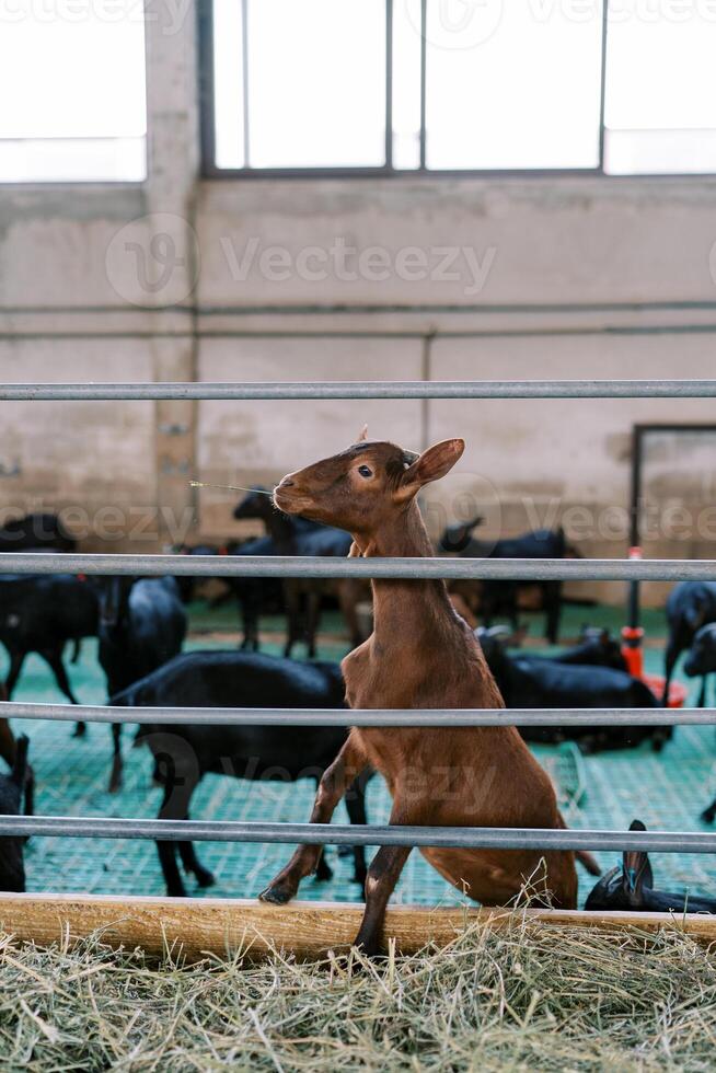 Brown goat with a blade of grass in its mouth stands leaning its front hooves on the fence of the pen and looks to the side photo