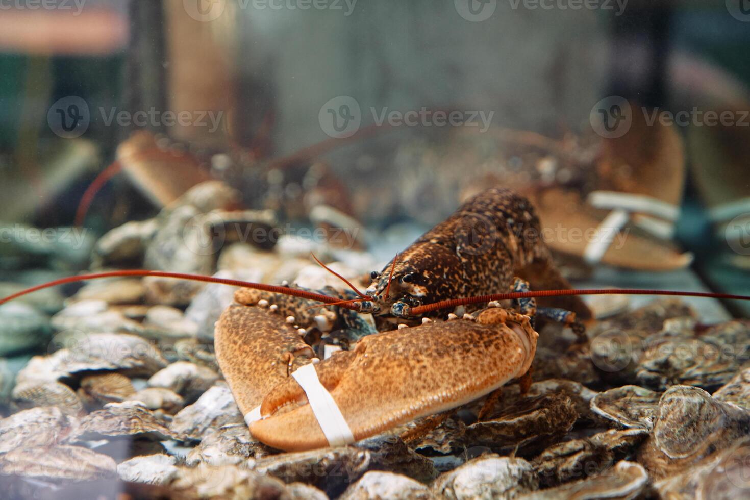 Spotted lobster with bandaged claws sits on the bottom of an aquarium photo