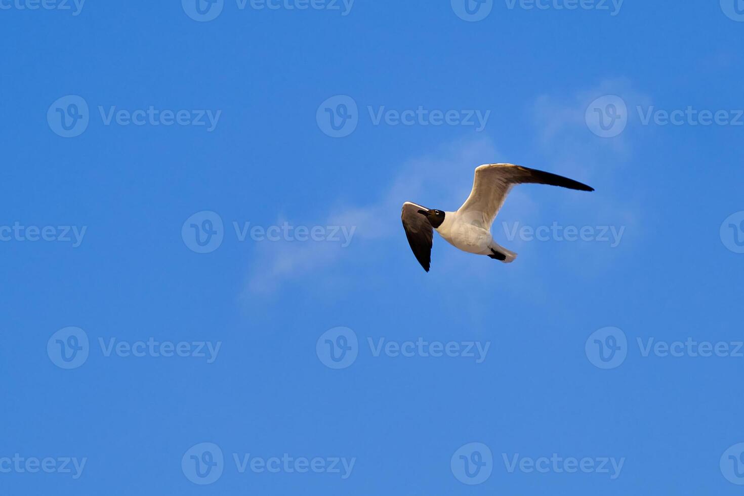 Laughing gull in flight surrounded by a cloud looking like a puff of smoke photo