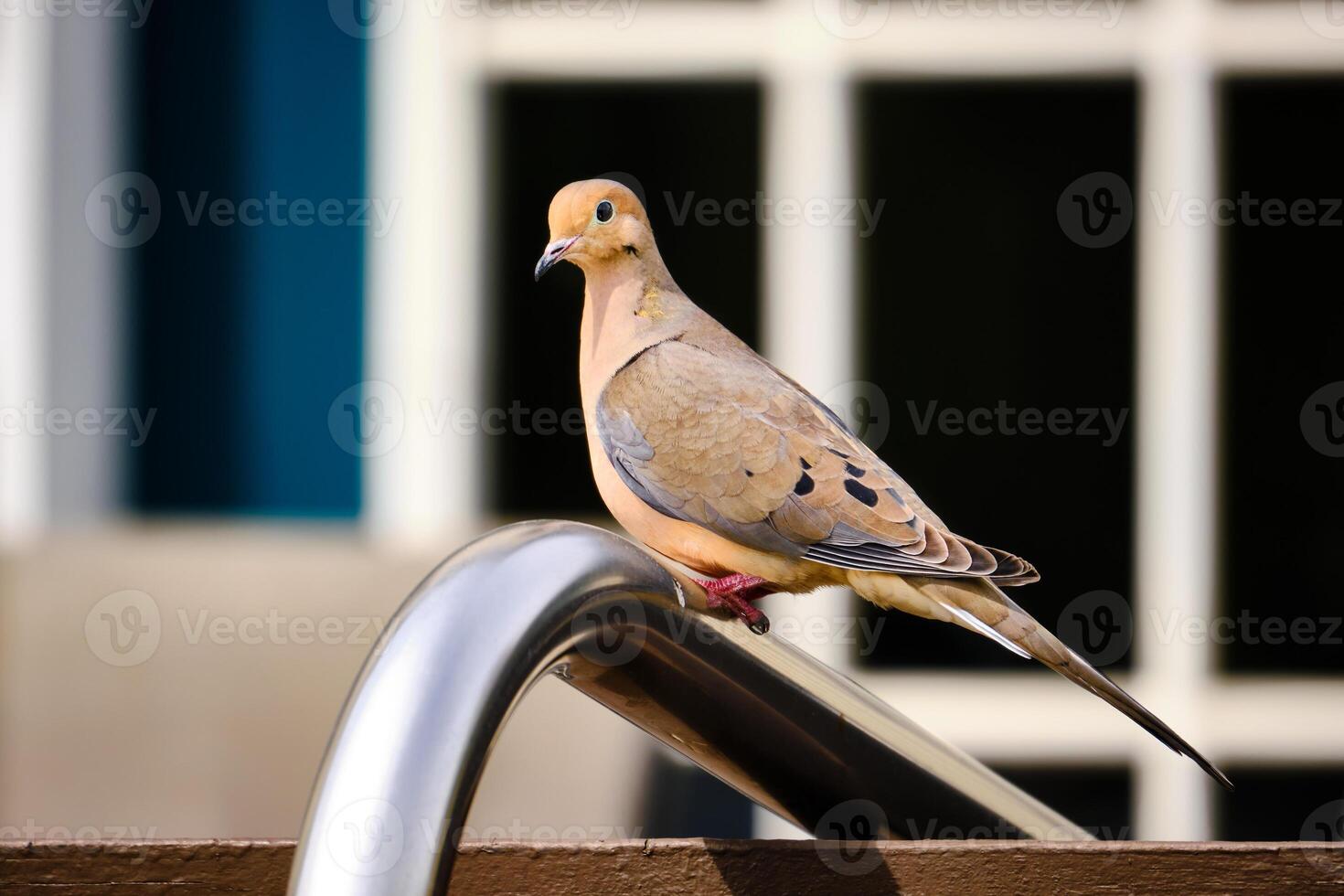Mourning dove perched on a railing close to a house photo
