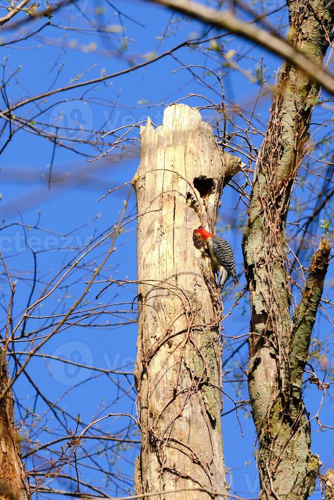 Red bellied woodpecker checks out what's inside the hollow tree photo