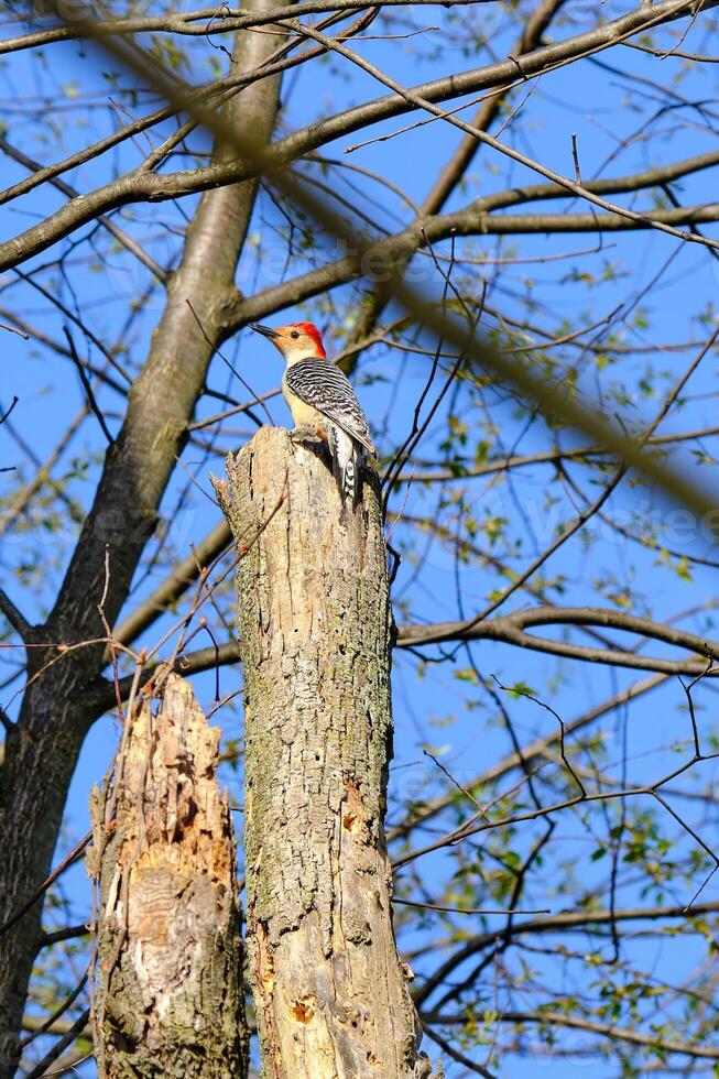 Red bellied woodpecker perched on top of a dead tree thru the bare tree branches photo