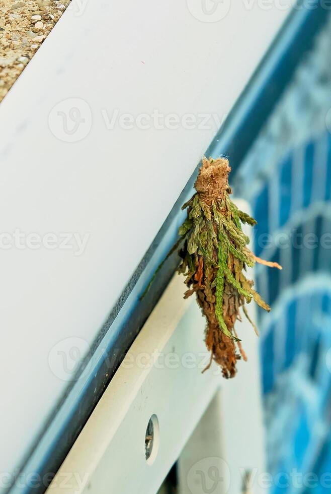 A common bagworm bag in an unusual place attached to the side of a swimming pool photo