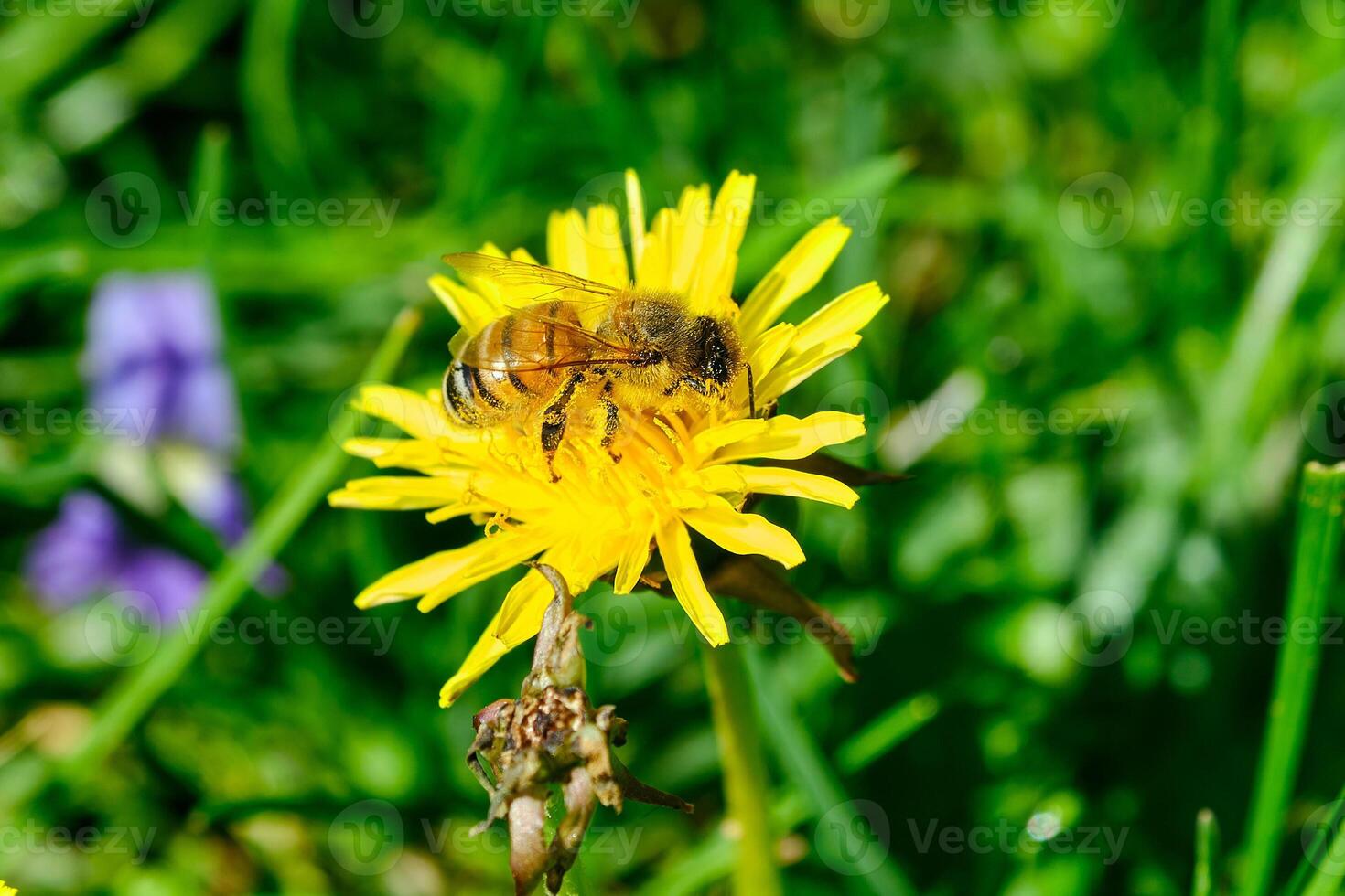 miel abeja y un amarillo diente de león flor en temprano primavera foto