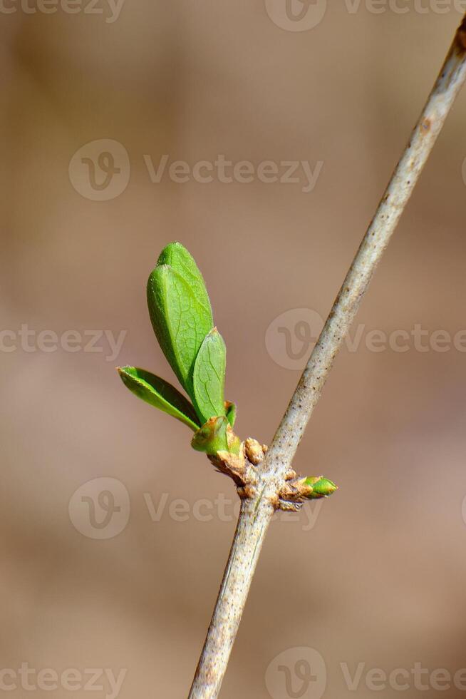 Common lilac bud opens on an isolated branch photo