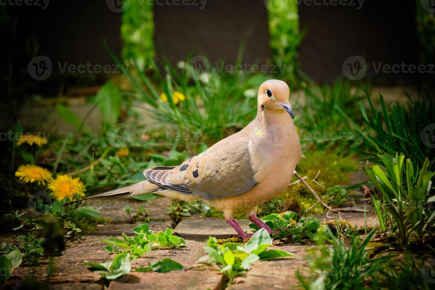 Mourning dove on a brick walkway in early spring photo