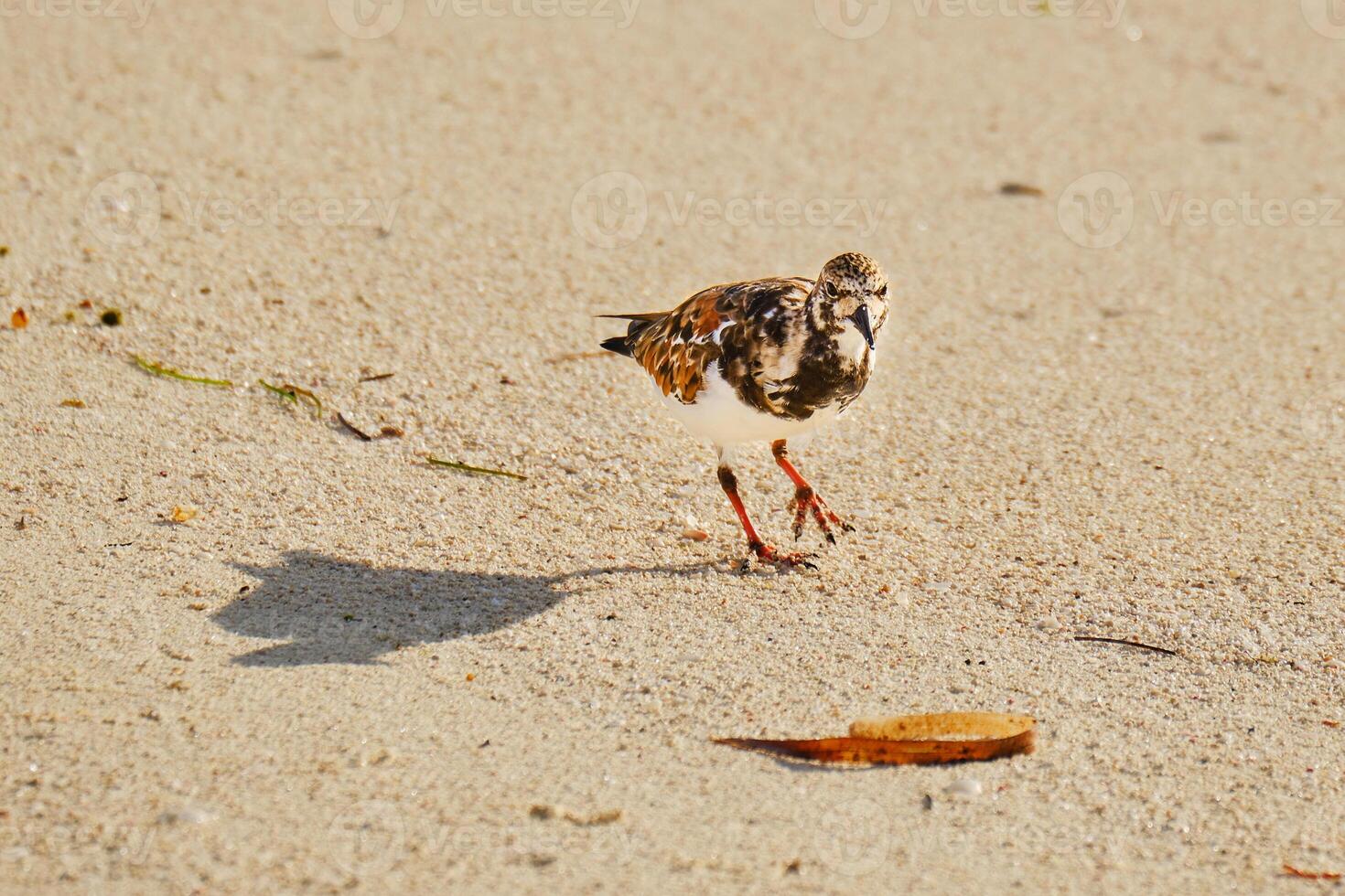 Ruddy turnstone casts a long shadow at dawn while walking on the beach photo