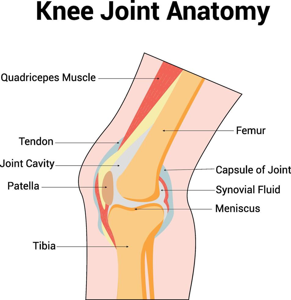 Knee Joint Anatomy Science Diagram illustration vector