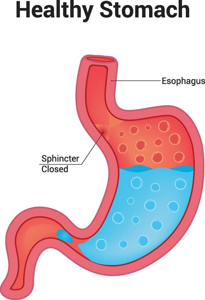 Healthy stomach science illustration vector