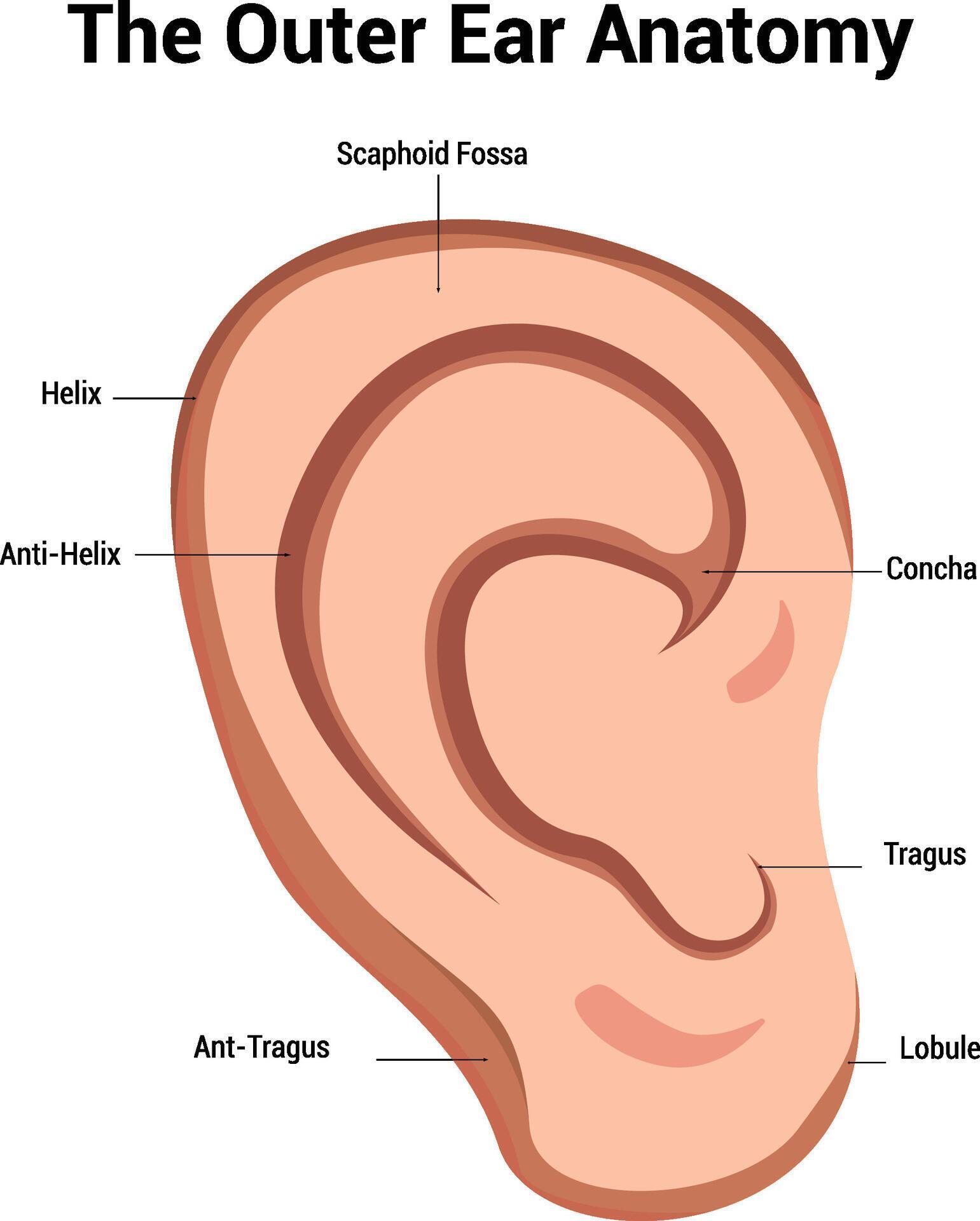 Outer Ear Anatomy Illustration 44781548 Vector Art at Vecteezy