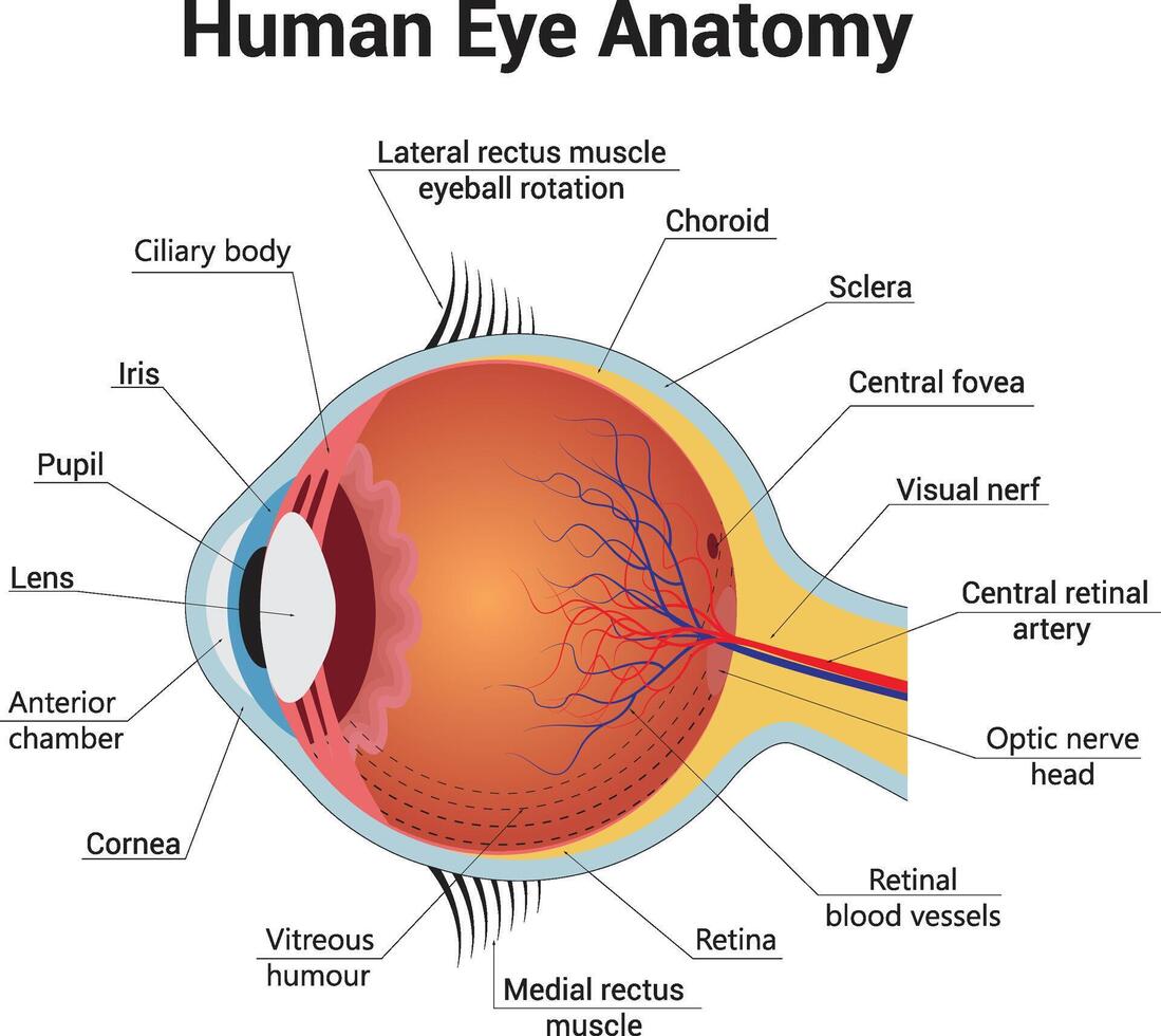 humano ojo anatomía Ciencias diseño vector