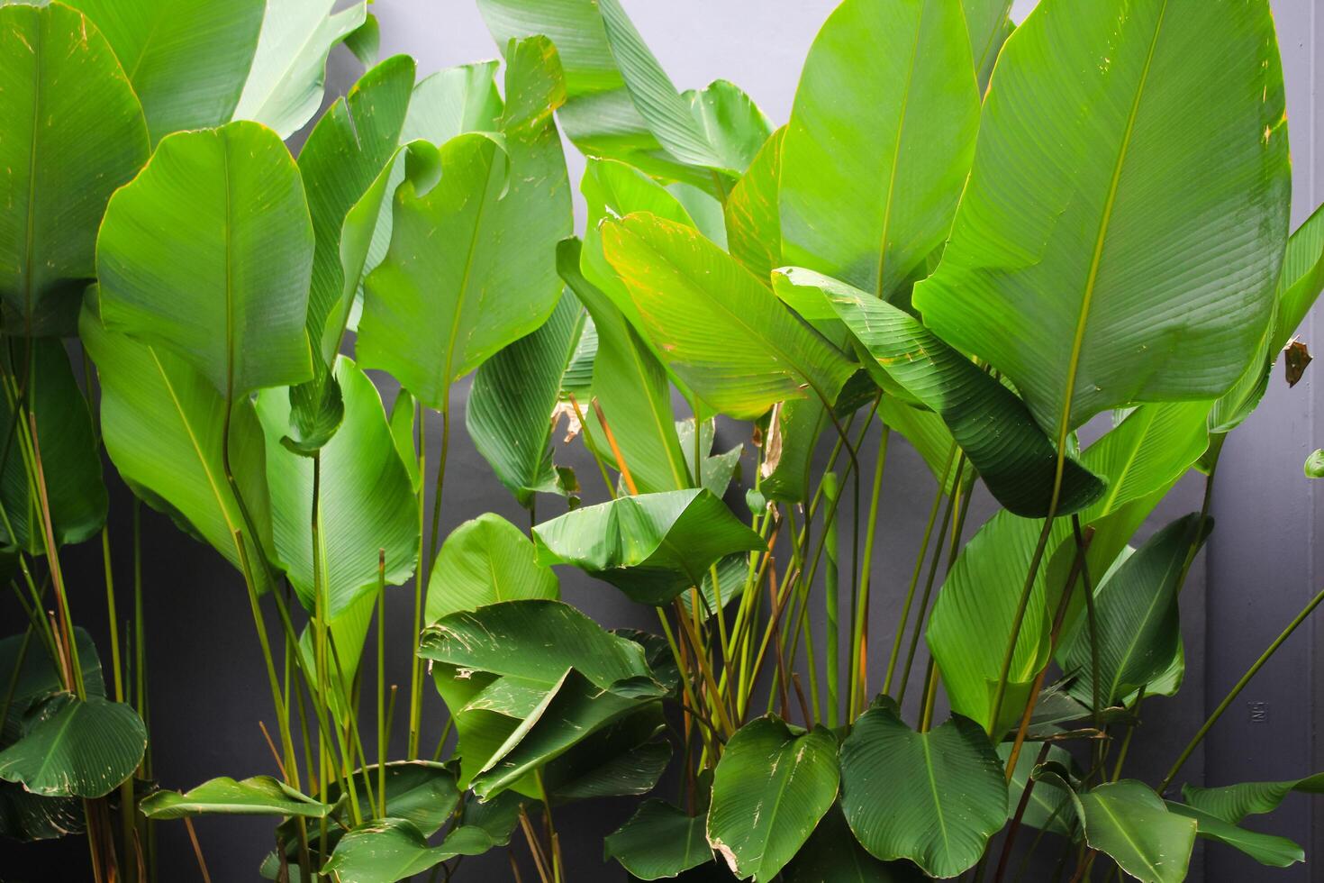 Calathea ornata leaves Pin stripe Calathea Tropical foliage on garden photo