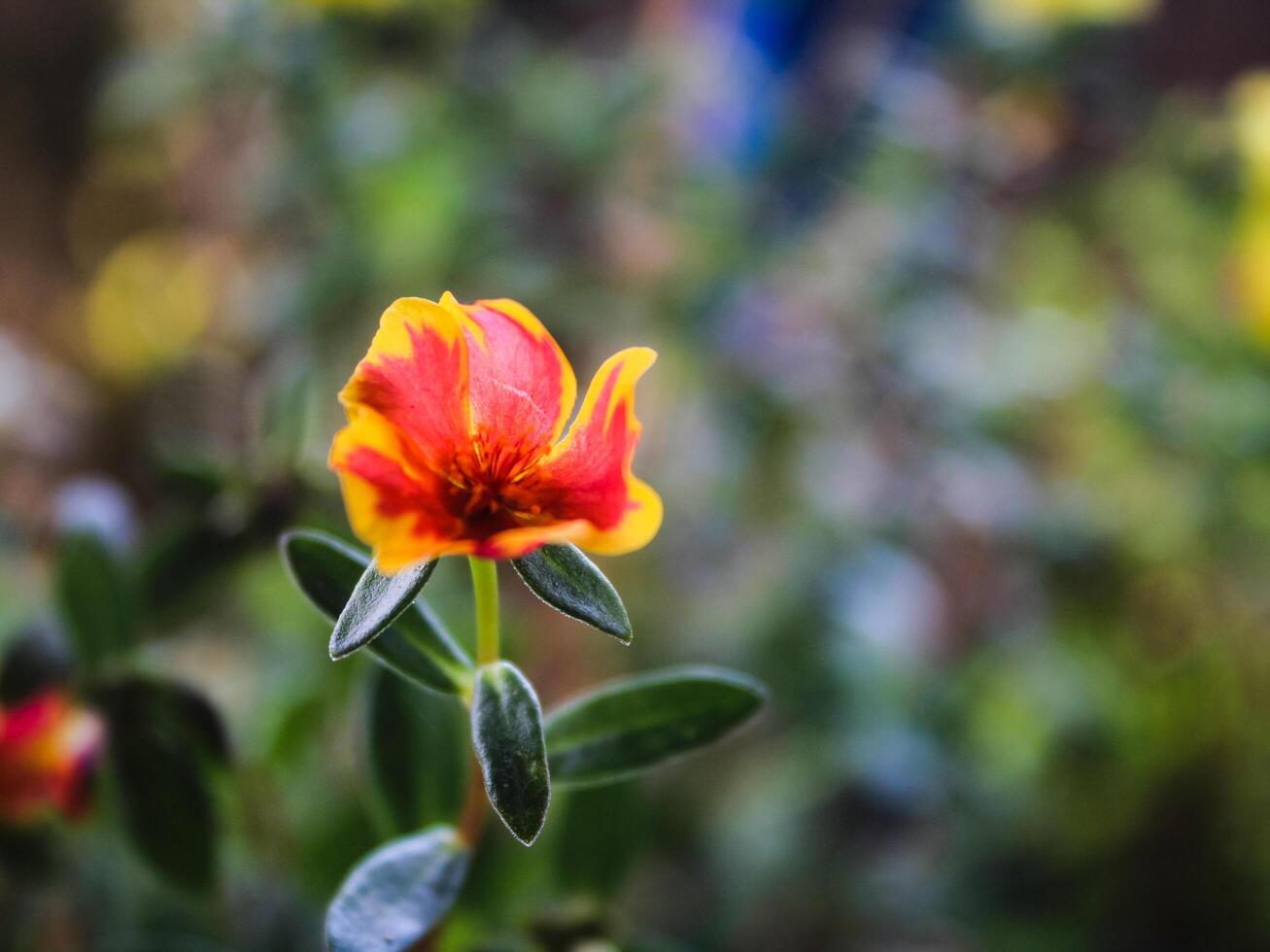 Portulaca grandiflora is a succulent flowering plant in the purslane family Portulacaceae, native to southern Brazil, Argentina, and Uruguay and often cultivated in gardens. photo