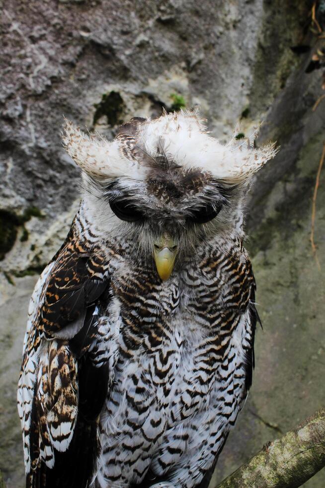 The Indian eagle-owl, also called the rock eagle-owl or Bengal eagle owl, Bubo bengalensis a species of large horned owl found in the Indian Subcontinent photo