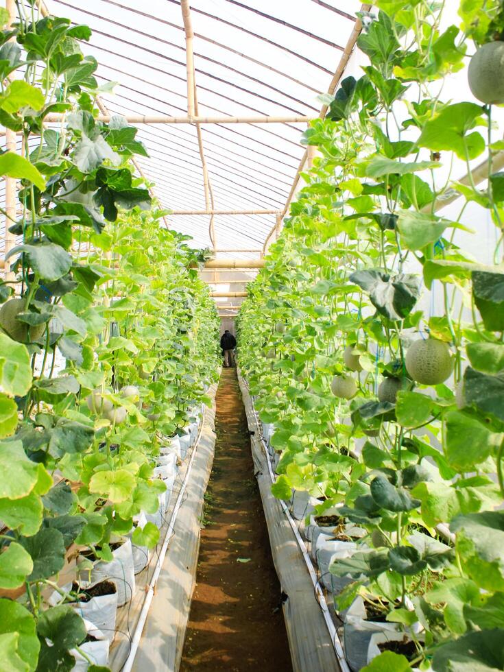Fresh melons or green melons or cantaloupe melons plants growing in greenhouse supported by string melon nets. photo