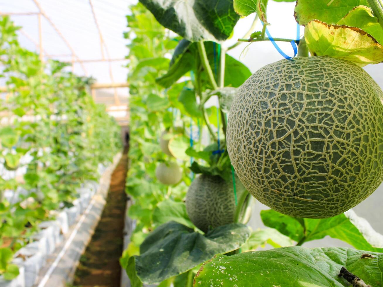 Fresh melons or green melons or cantaloupe melons plants growing in greenhouse supported by string melon nets. photo