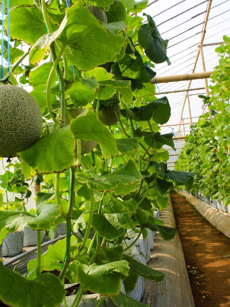 Fresh melons or green melons or cantaloupe melons plants growing in greenhouse supported by string melon nets. photo