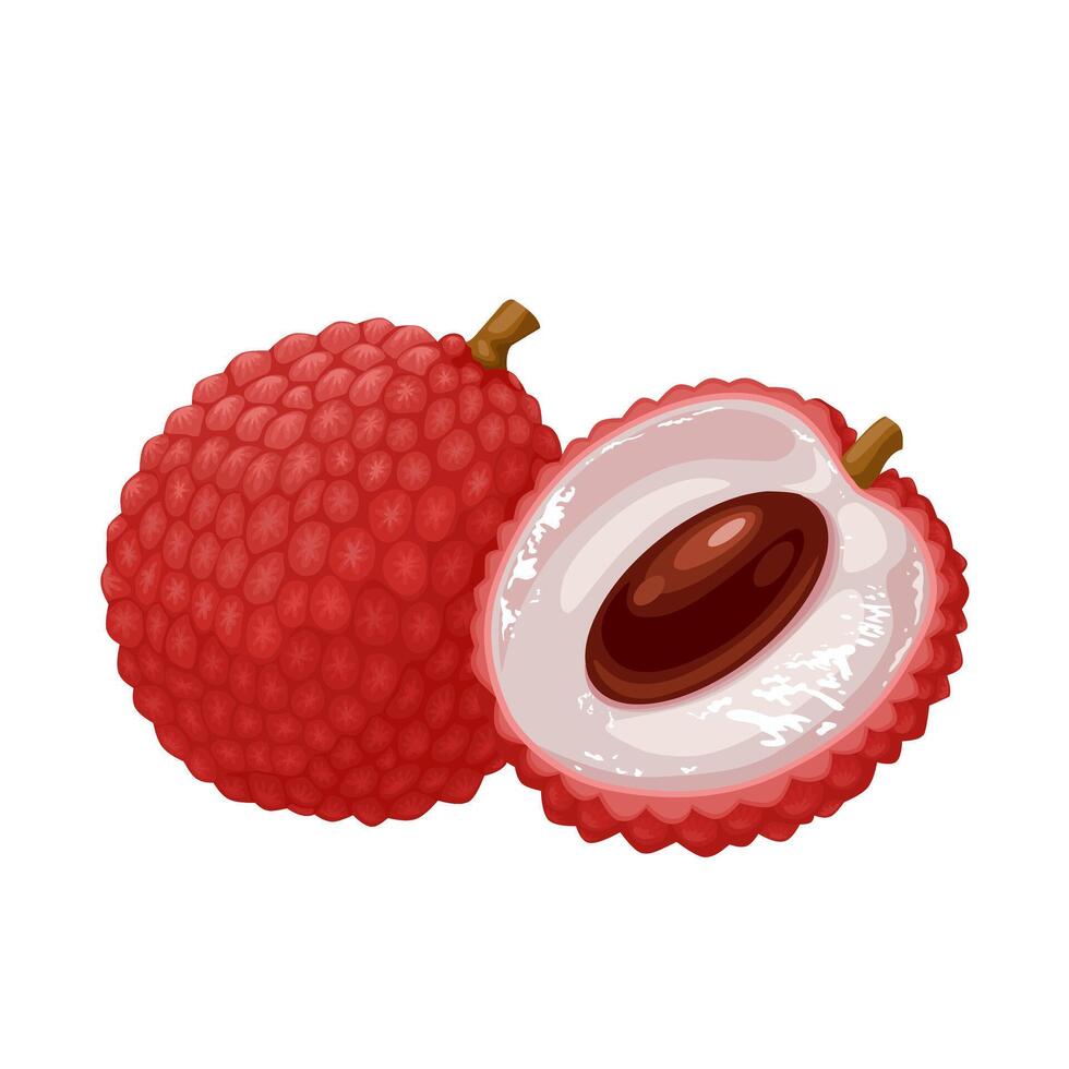 Illustration, Lychee fruit, scientific name Litchi chinensis, isolated on white background. vector