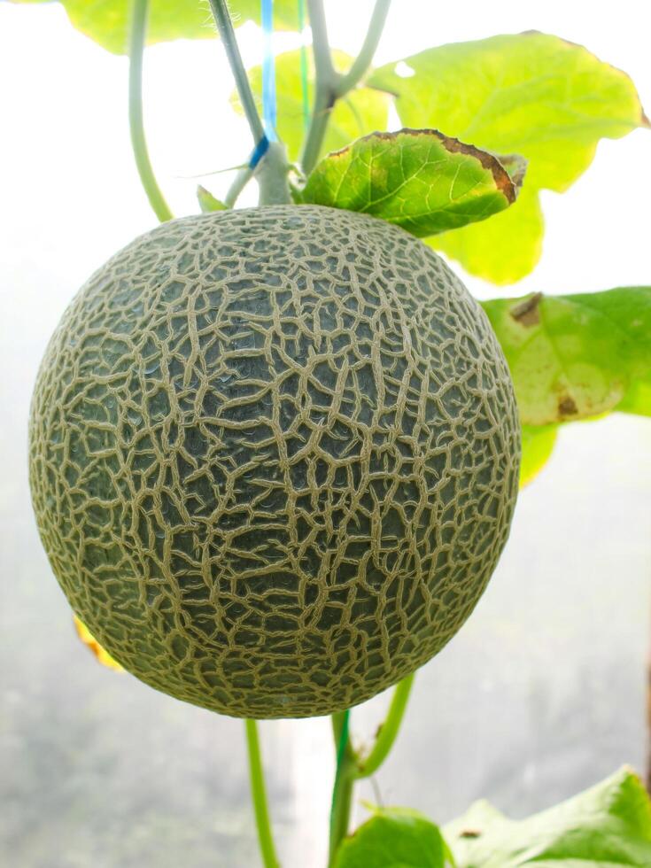 Fresh melons or green melons or cantaloupe melons plants growing in greenhouse supported by string melon nets. photo