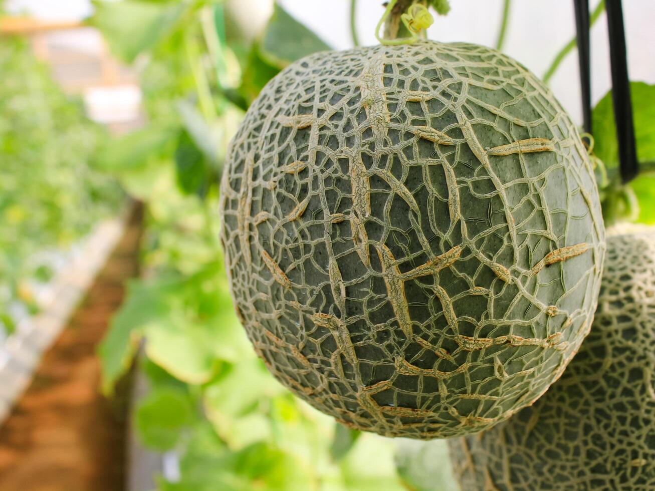 Fresh melons or green melons or cantaloupe melons plants growing in greenhouse supported by string melon nets. photo