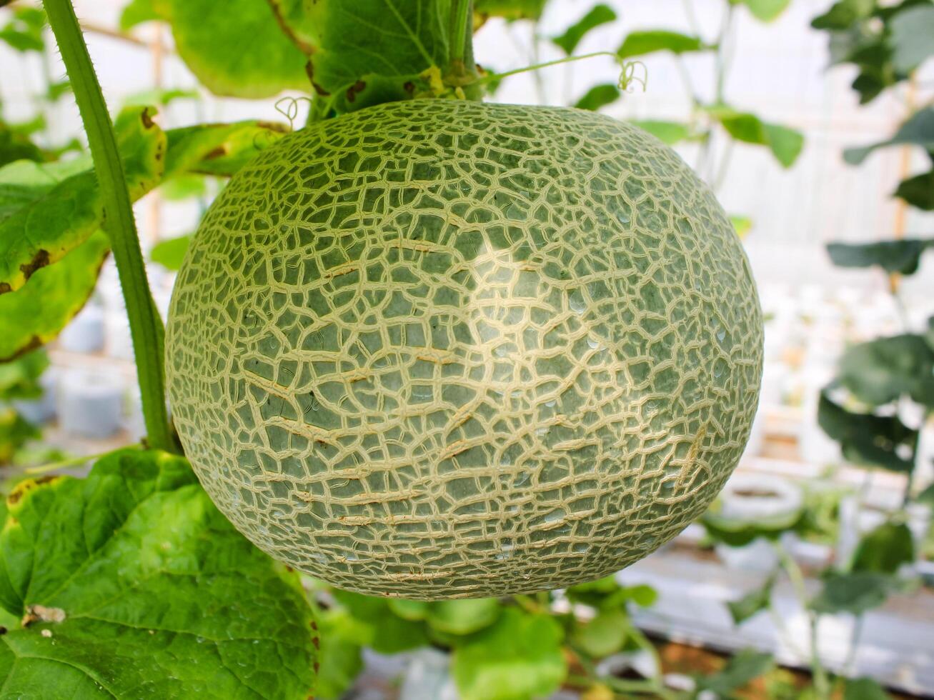 Fresh melons or green melons or cantaloupe melons plants growing in greenhouse supported by string melon nets. photo