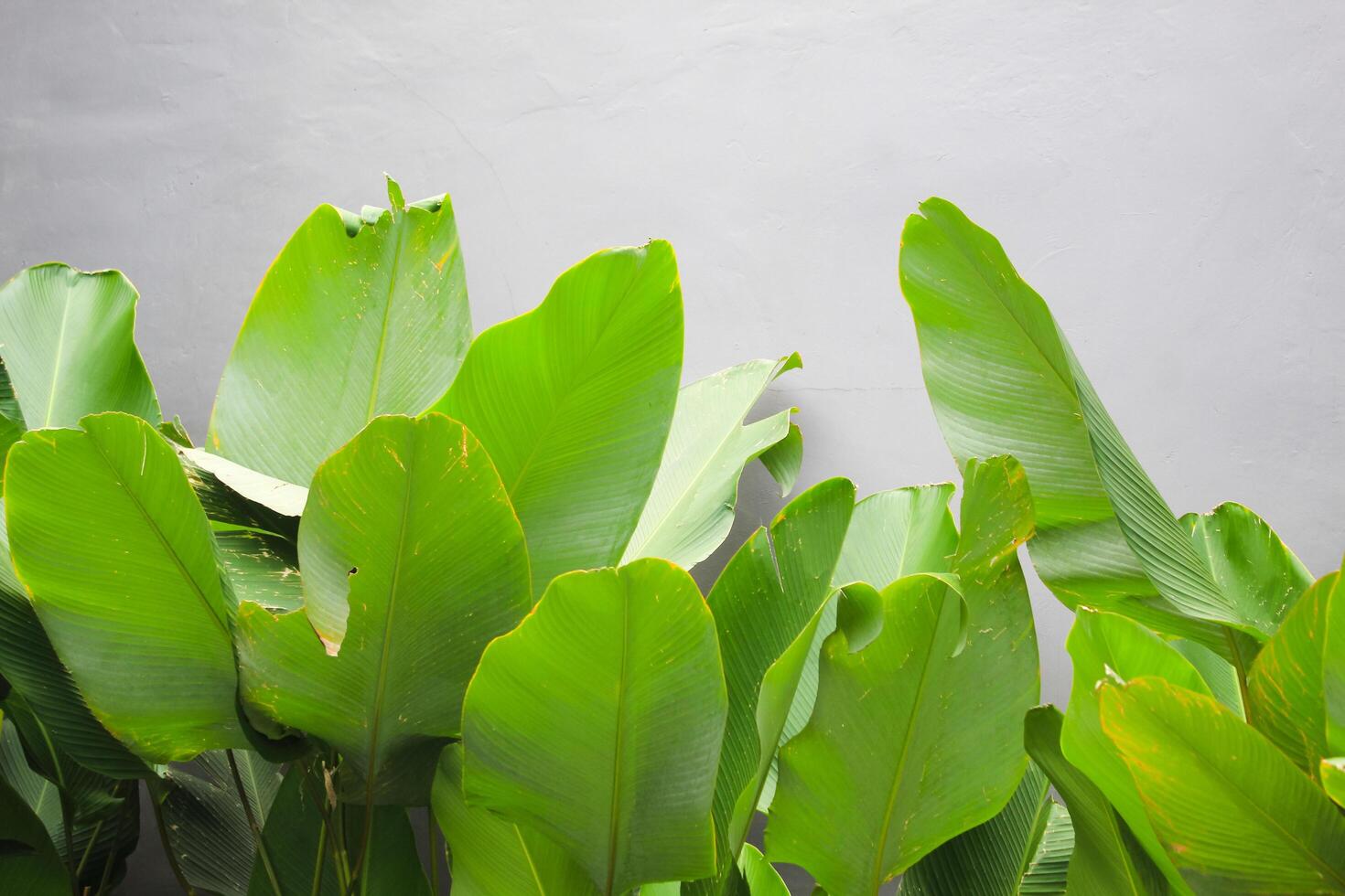 Calathea ornata leaves Pin stripe Calathea Tropical foliage on garden photo