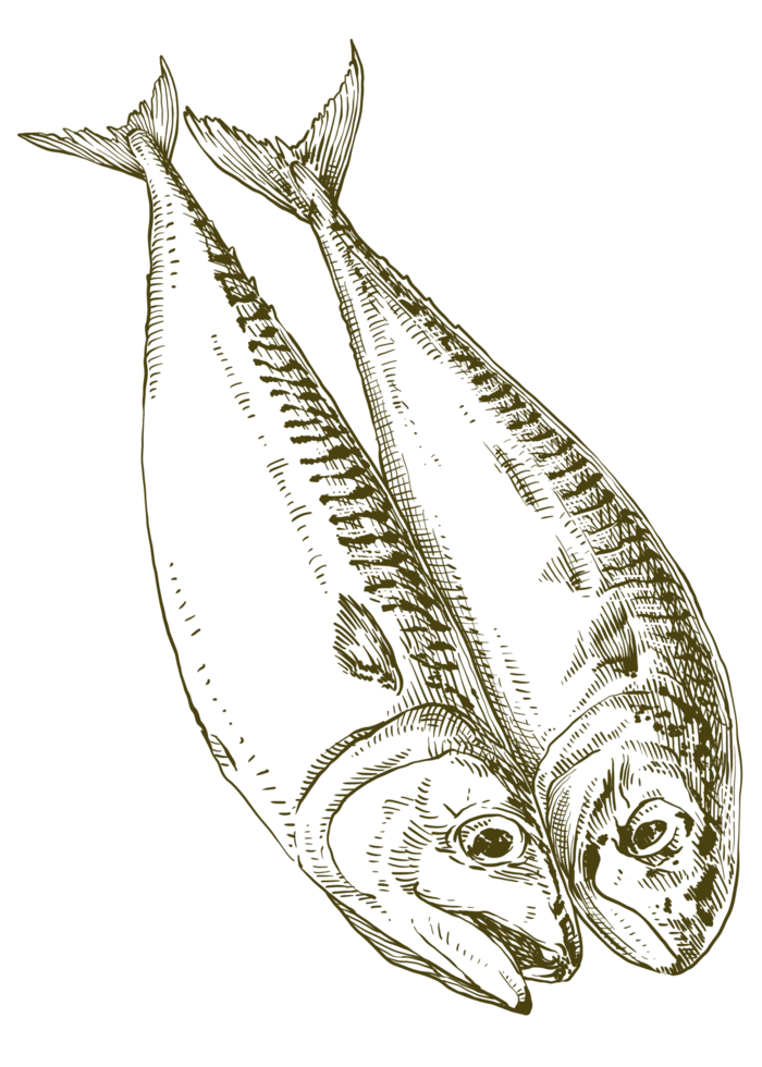 a vintage drawing of fish png