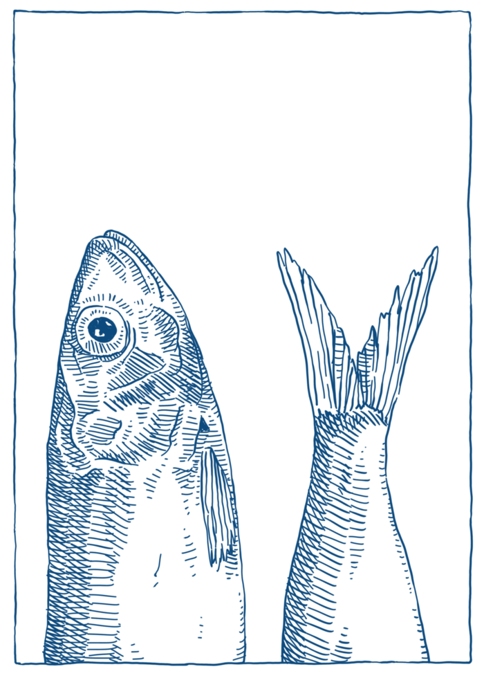 Fish images are suitable to add to your poster design png