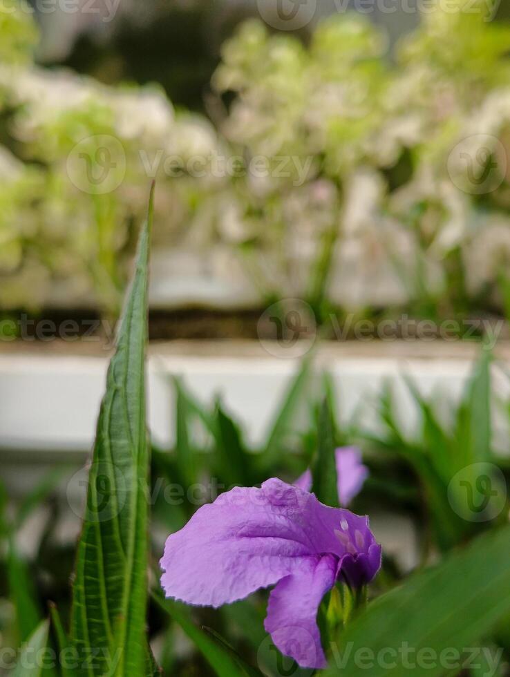 Shrub plant with bright purple golden flowers photo