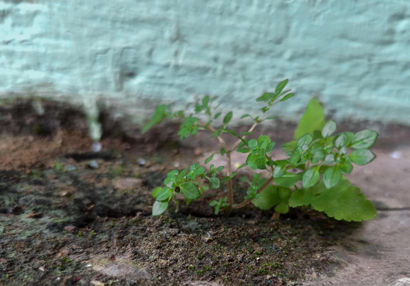 Green wild grass grows everywhere photo