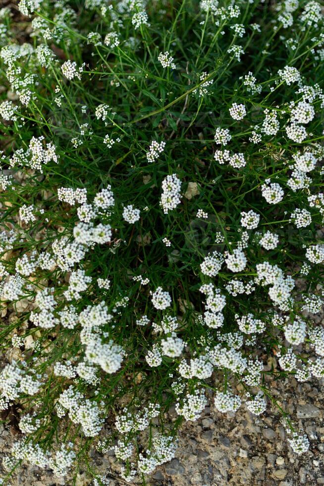 Small white flowers seen from above. photo