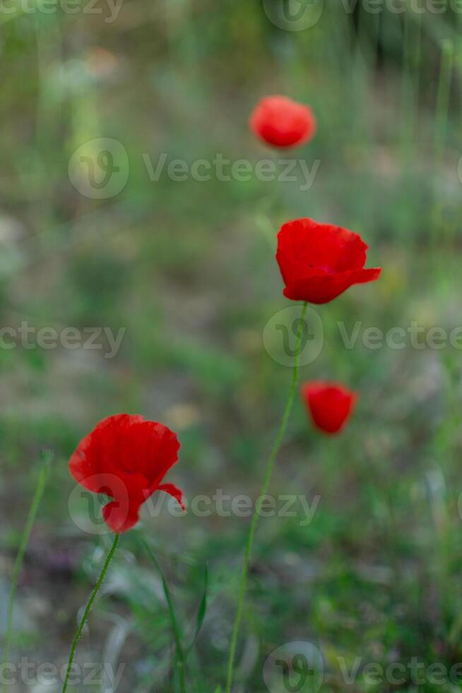 salvaje amapola flores foto