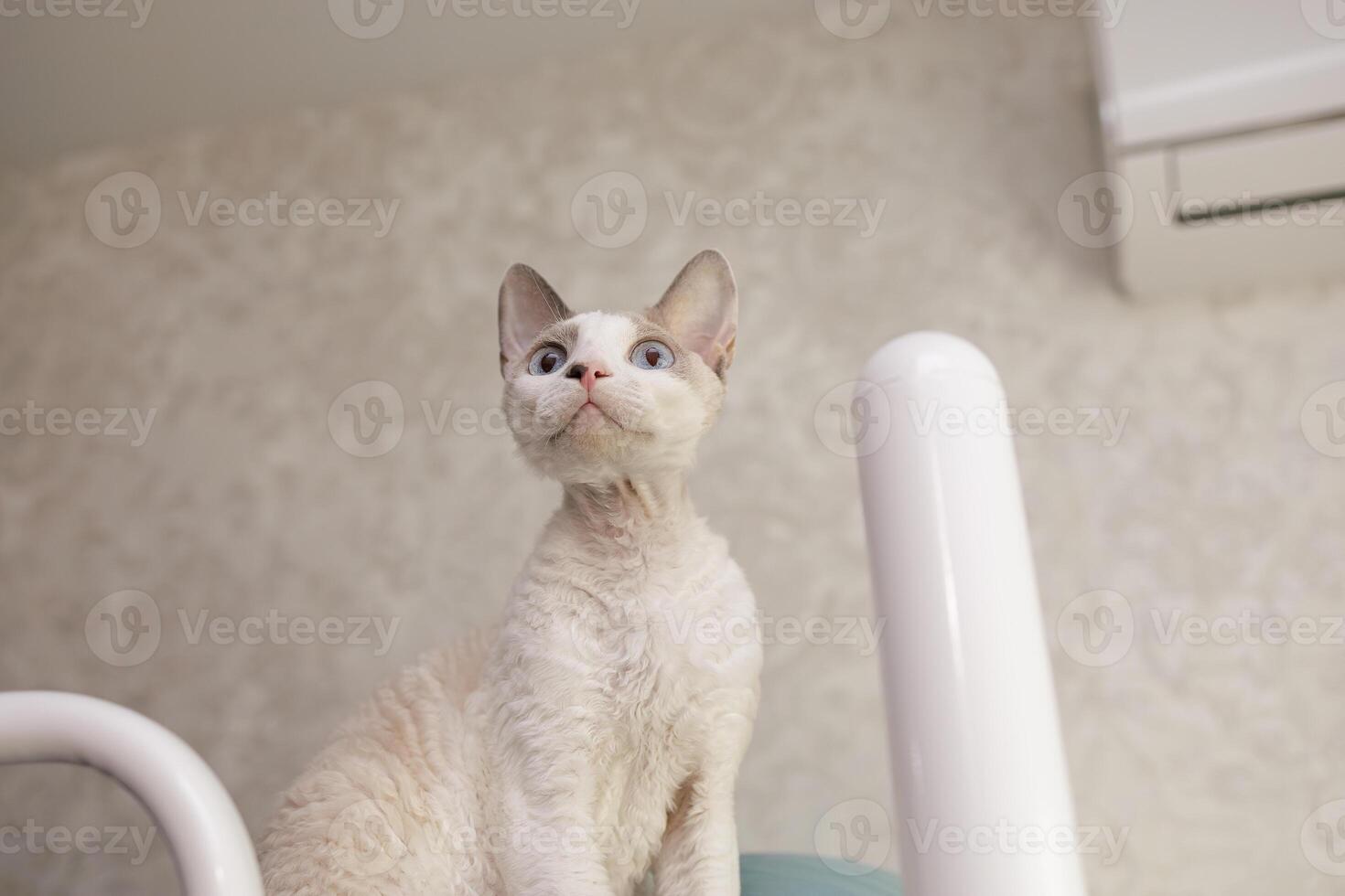 The white colored kitten looks up attentively. A white cat of the Devon Rex breed. photo