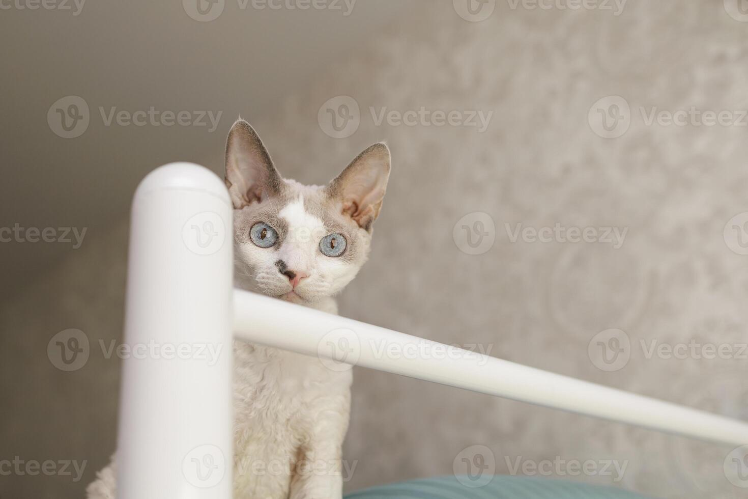 The white kitten climbs up and watches. A white cat of the Devon Rex breed. photo