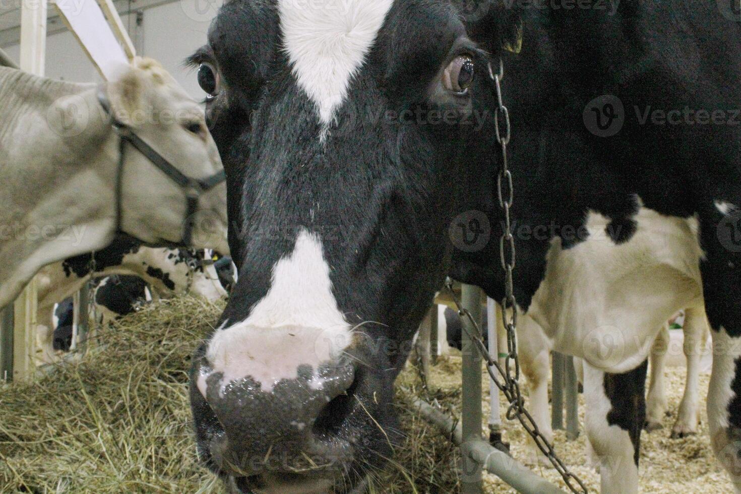 Cows on dairy farm. Cattle feeding with hay. Concept of farming and animal husbandry. Herd of cows eating hay cowshed in animal farm. Meat and milk industry. Organic production, sustainable lifestyle photo