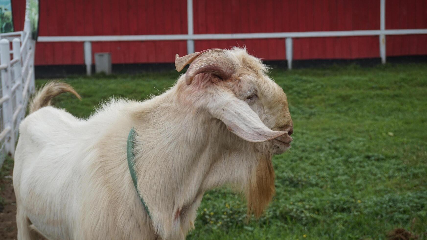 Sheep or Domba in the animal pen in preparation for sacrifice on Eid al-Adha photo
